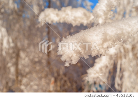 snowy branches close-up 45538103