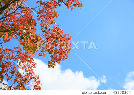 Nankinghase autumn leaves 45538364