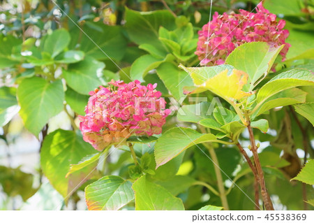 Autumn hydrangea flower Autumn hydrangea flower 45538369