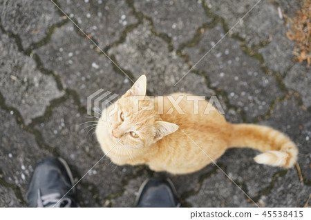 Cat · stray cat · outside cat · foot · looking up · tea tiger · kitten · male 45538415