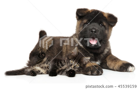 Puppy and kitten together 45539159