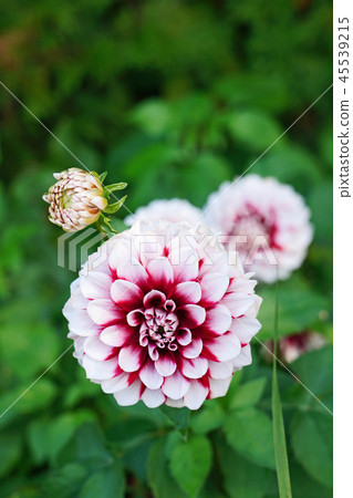 大麗花與美麗的白色和紅色組合 45539215
