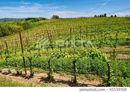Vineyards in California, USA 45539393