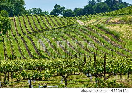 Vineyards in California, USA Vineyards in California, USA 45539394