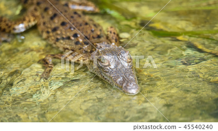 Young Panamanian crocodile in habitat waters. Young Panamanian crocodile in habitat waters. 45540240