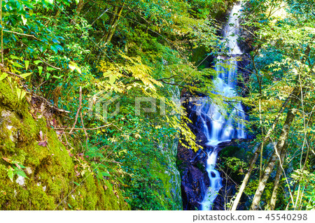 Autumn leaves of plum tree Kaki Falls [Yatsushiro City, Kumamoto Prefecture] 45540298