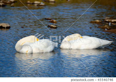 Shiratori Akita ken Ogino 45540746