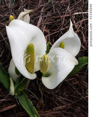 Misbasa Misbasa 45540846