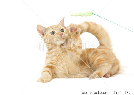 kitten plays with litter