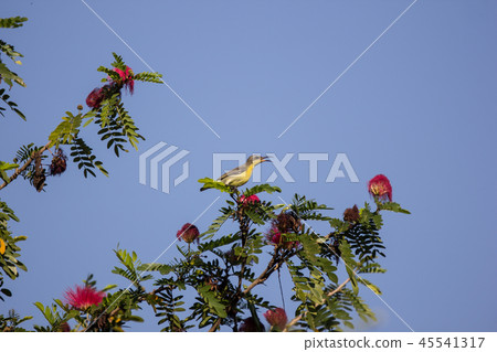 Small bord on Pink flower Powder Puff Small bord on Pink flower Powder Puff 45541317