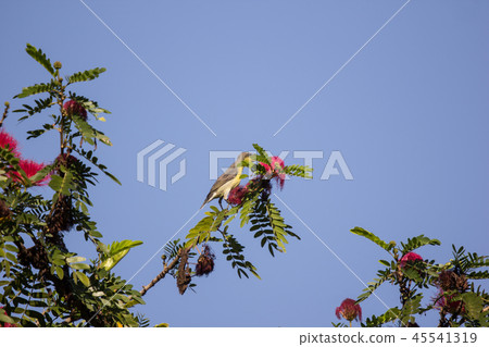 Small bord on Pink flower Powder Puff Small bord on Pink flower Powder Puff 45541319