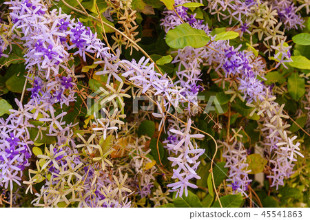 Fresh purple wreath flower bunch in daytime Fresh purple wreath flower bunch in daytime 45541863