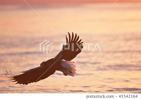 Great eagle flying in the morning sky (Hokkaido, Rausu) 45542164