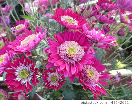 鮮豔的粉紅色菊花（品種名稱美味） 45542651