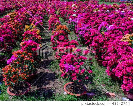 Flower plantation in Mekong Delta, Vietnam 45542744