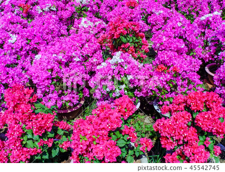 Flower plantation in Mekong Delta, Vietnam 45542745