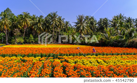Flower field in Mekong Delta, Vietnam Flower field in Mekong Delta, Vietnam 45542790