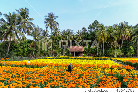 Flower field in Mekong Delta, Vietnam Flower field in Mekong Delta, Vietnam 45542795