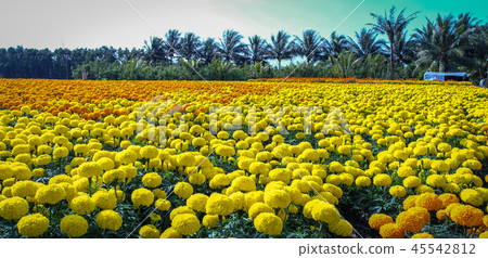 Flower field in Mekong Delta, Vietnam Flower field in Mekong Delta, Vietnam 45542812