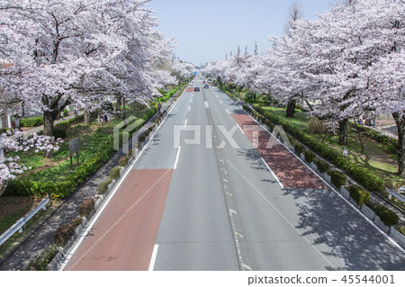 Tokyo National City Scenery University Street Sakurajimaki Spring 45544001