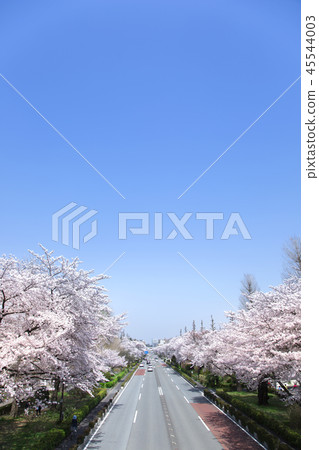 Tokyo National City Scenery University Street Sakurajimaki Spring 45544003