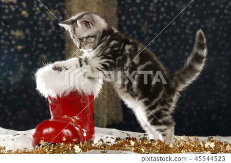 Cute tabby british shorthair cat sitting in  boot 45544523