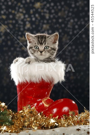 Cute Tabby British Shorthair Cat Sitting In Boot Stock Photo