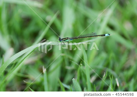 Lady of the Insect World "Itontombo" Lady of the Insect World "Itontombo" 45544598