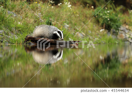 The European badger is animal with stocky body The European badger is animal with stocky body 45544634