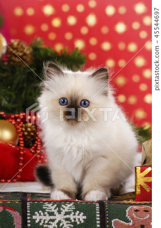 birman kitten in front of christmas background birman kitten in front of christmas background 45544697