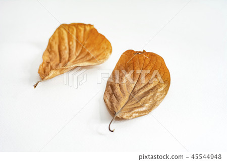 Leaves Leaves 45544948