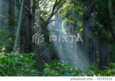 森林早晨 森林早晨 45545018