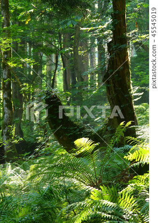 初夏的原始森林 45545019