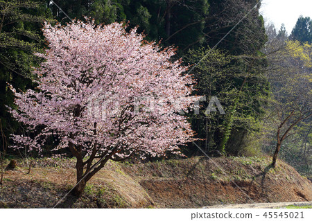 Satoyama的春天Yamazakura 45545021