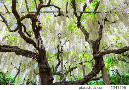 足利花卉公園Shirato（瀧谷，Ashiga），2018年4月 45545296