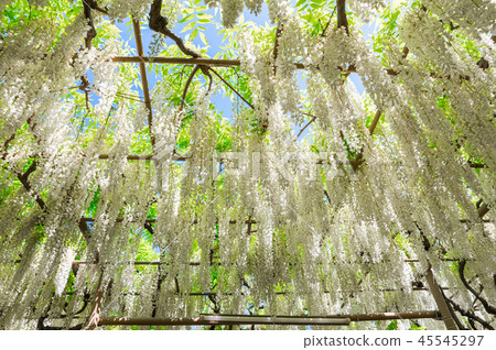 Ashikaga Flower Park Shirato (Ashiga, Tochigi) April 2018 45545297