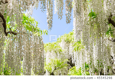 足利花卉公園Shirato（瀧谷，Ashiga），2018年4月 45545298