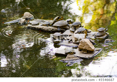 one group of turtles in lake 45546687