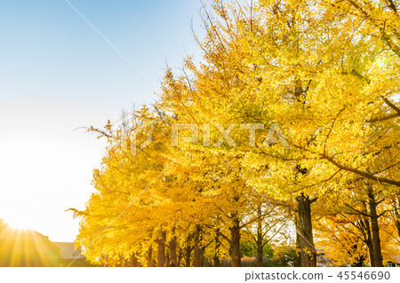 Japan's Autumn Mito History Hall Ginkgo Tree Fall Leaves 45546690