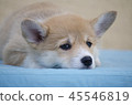 The welsh corgi pembroke puppy lies.  45546819