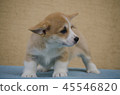 A welsh corgi pembroke puppy  45546820