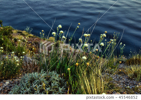 Flowers of garlic, a view of the Adriatic sea from the mountain. 45546852