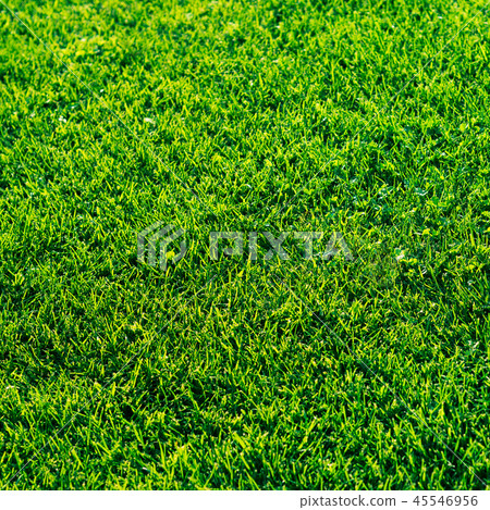 Green grass textured background. Daylight 45546956