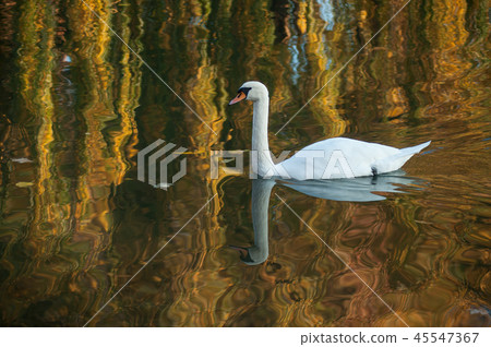 swan swimming  in the lake on autumnal sunset  45547367