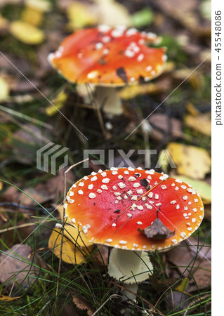 Amanita muscaria seen in Wolin National Park 45548086