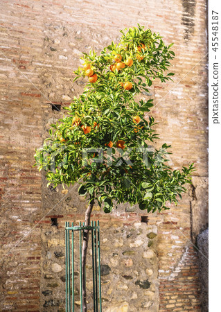 Orange tree near old stone wall background Orange tree near old stone wall background 45548187