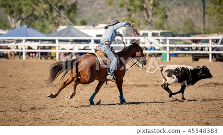 Calf Roping Competition At Country Rodeo Calf Roping Competition At Country Rodeo 45548383