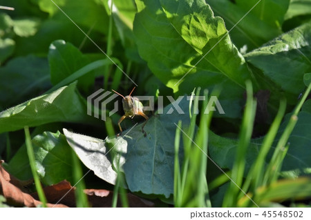 Hello the locusts 45548502