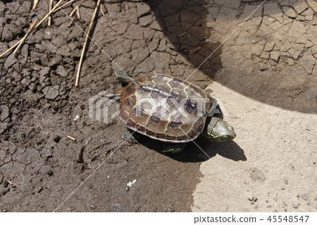 A turtle 45548547