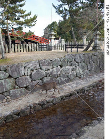 Sika deer _ Miyajima 45548591